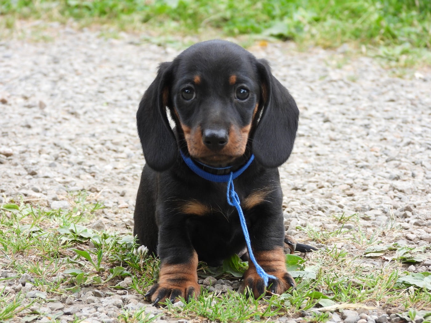 Chiot N°2 - nain - noir et feu