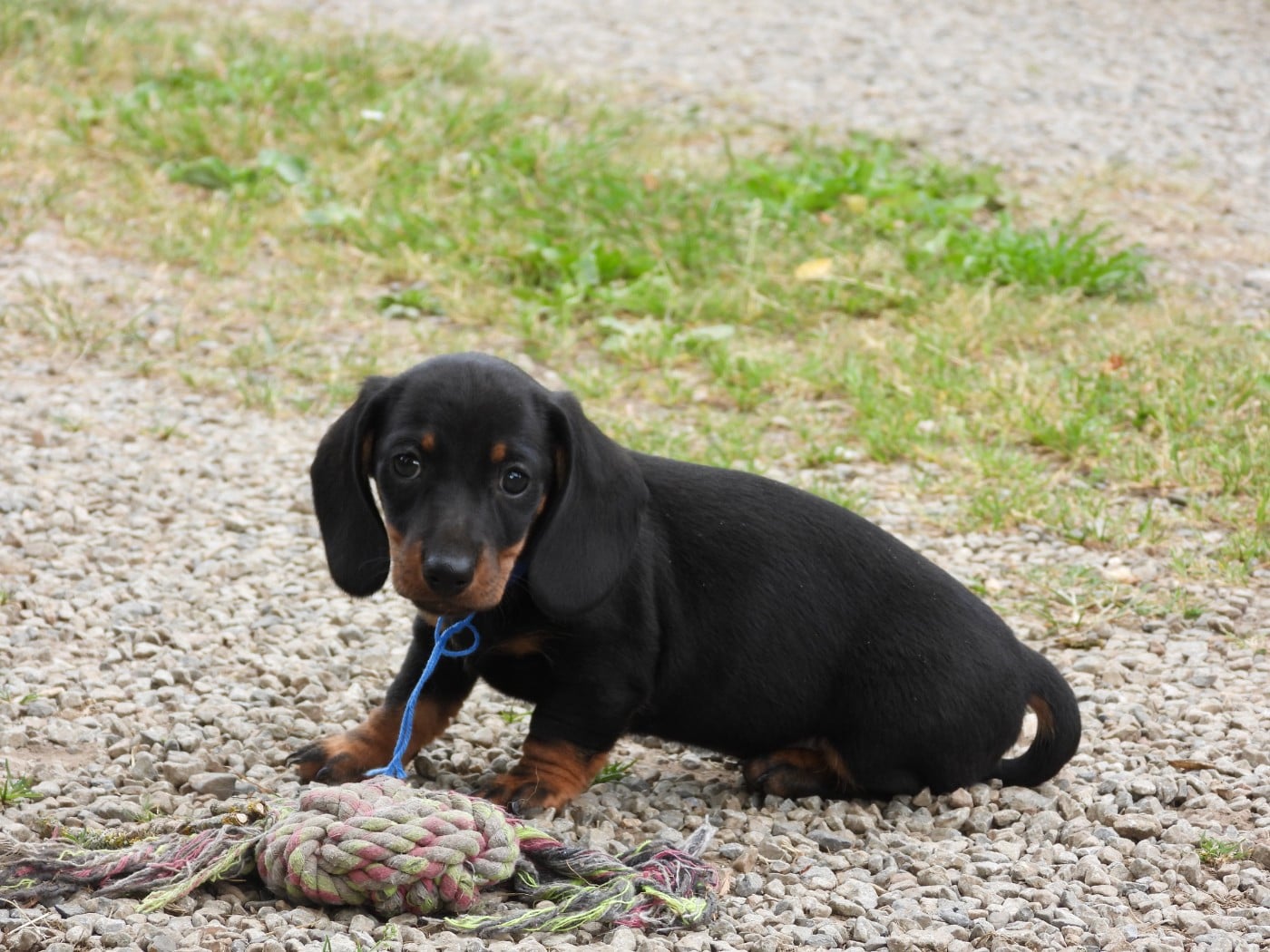 Chiot N°2 - nain - noir et feu