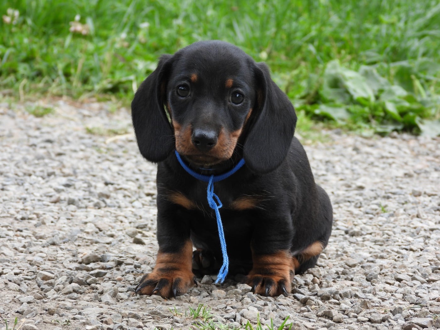 Chiot N°2 - nain - noir et feu