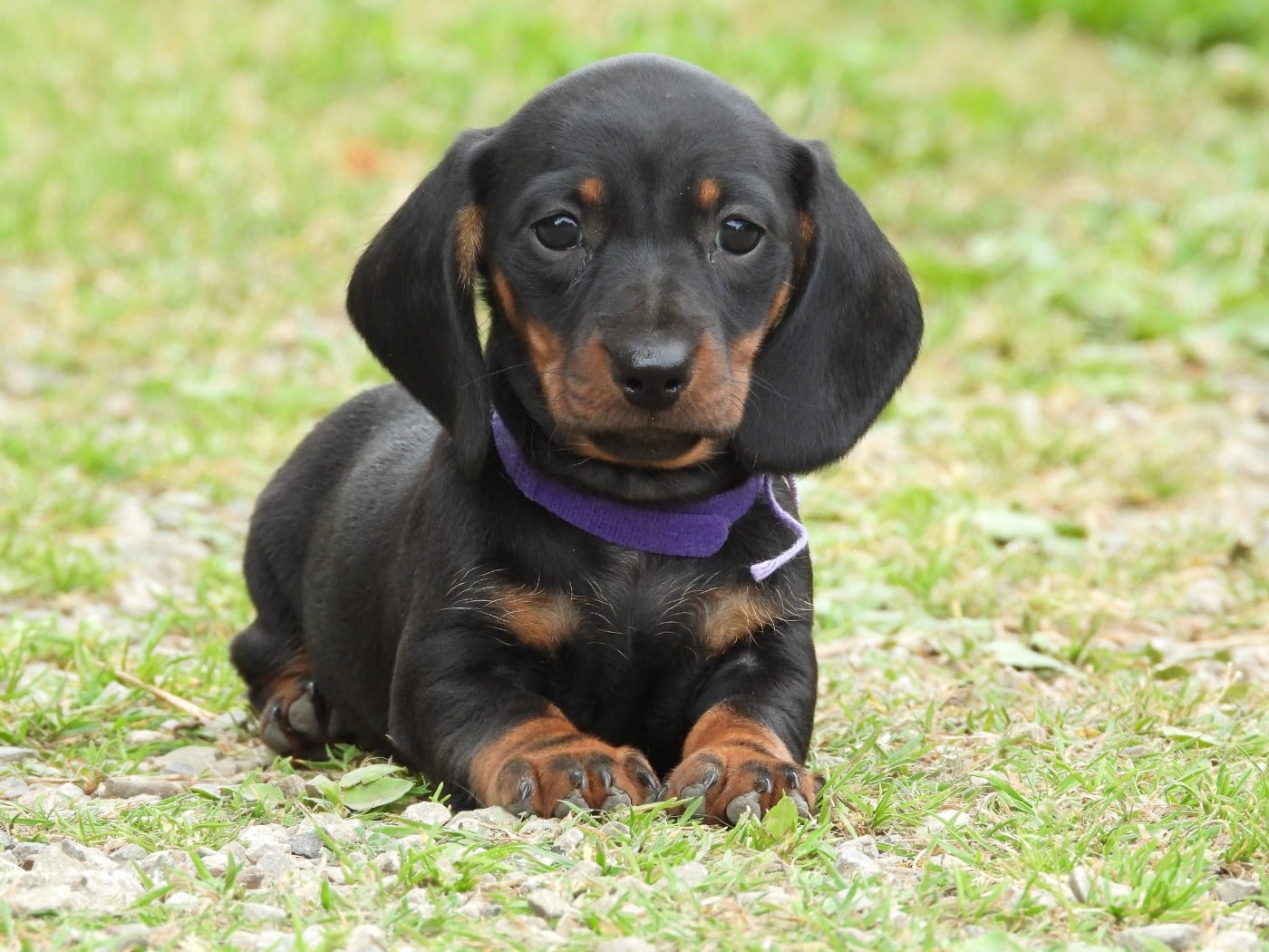 Chiot N°3 noire et feu naine