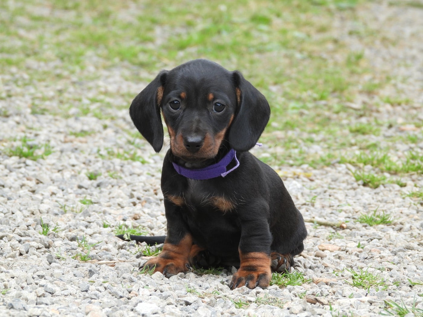 Chiot N°3 noire et feu naine