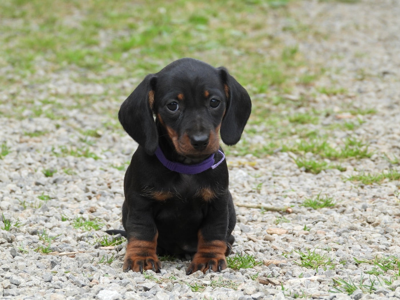 Chiot N°3 noire et feu naine