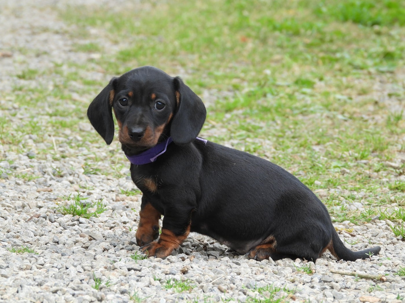 Chiot N°3 noire et feu naine