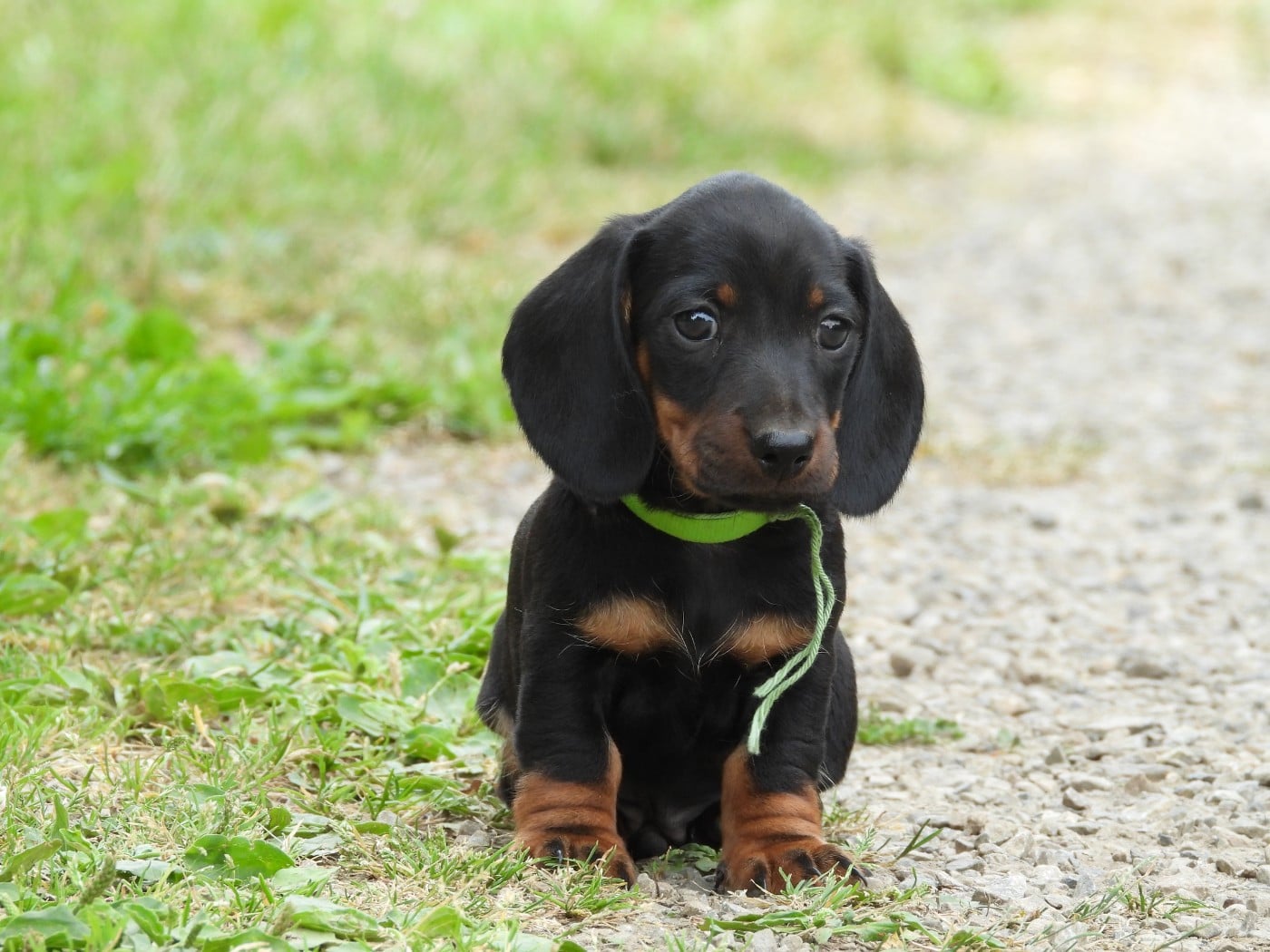 Chiot N°1 nain - noir et feu