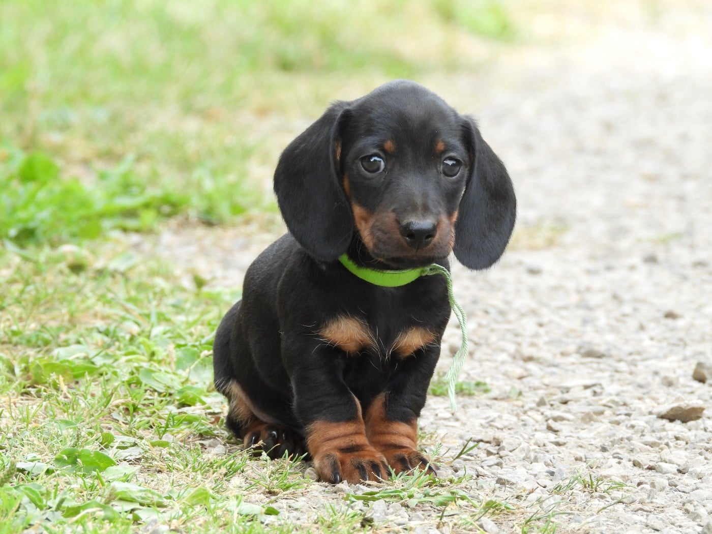 Chiot N°1 nain - noir et feu