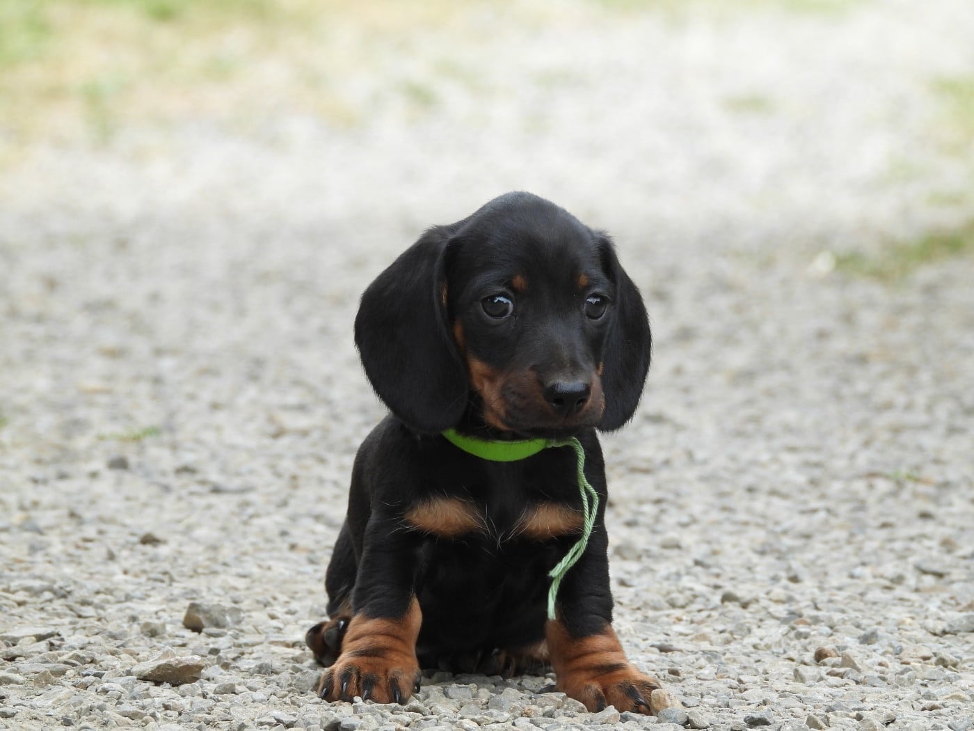 Chiot N°1 nain - noir et feu