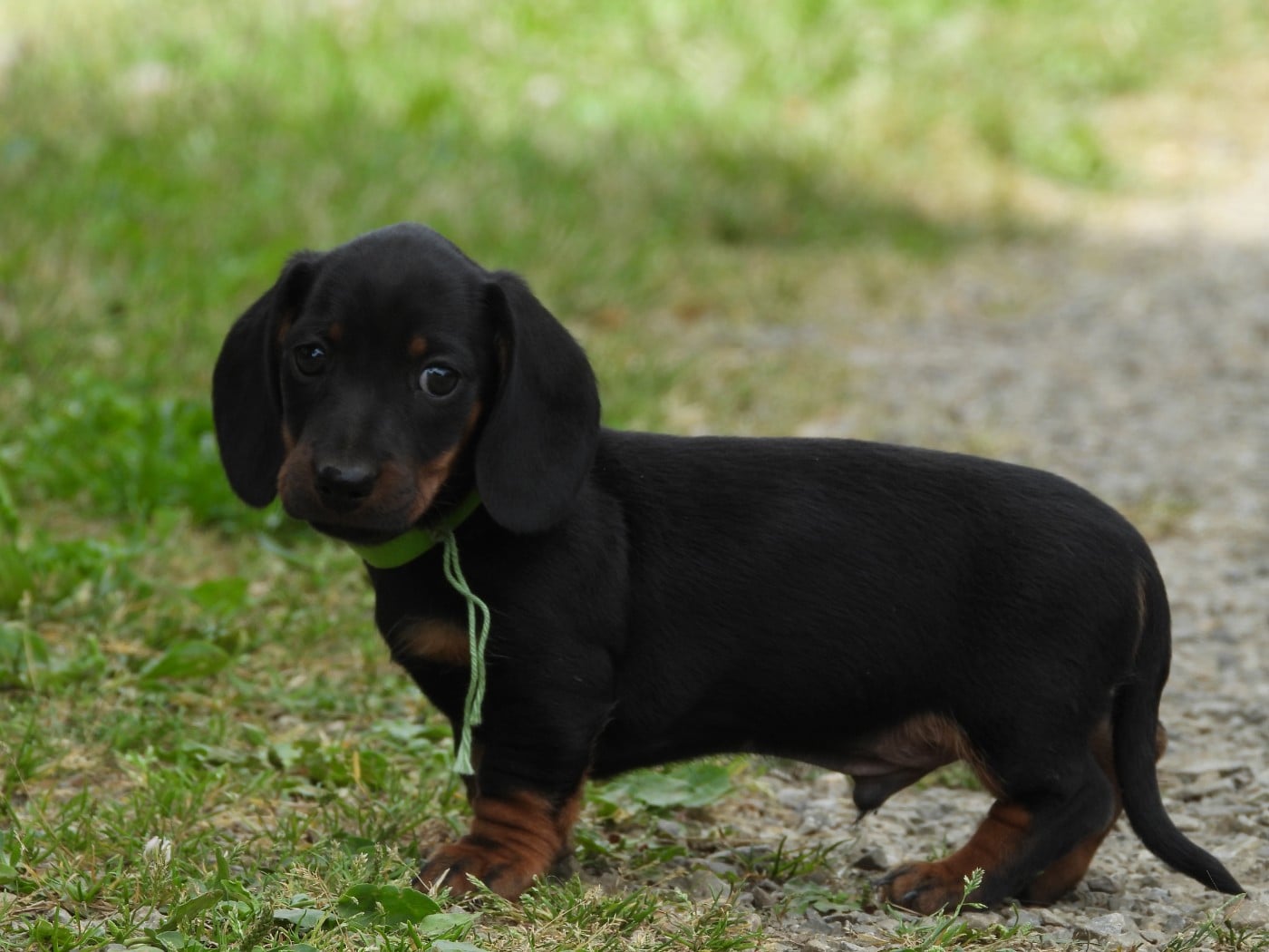 Chiot N°1 nain - noir et feu