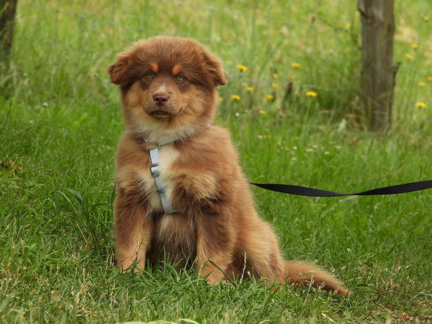 Chiot N°1