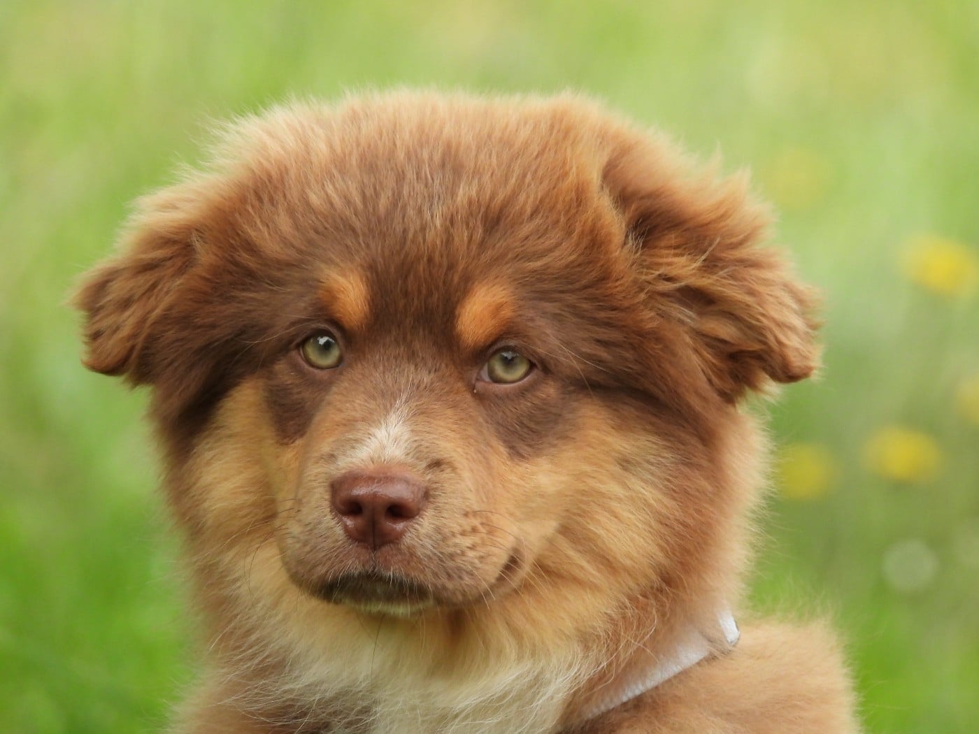 Chiot N°1