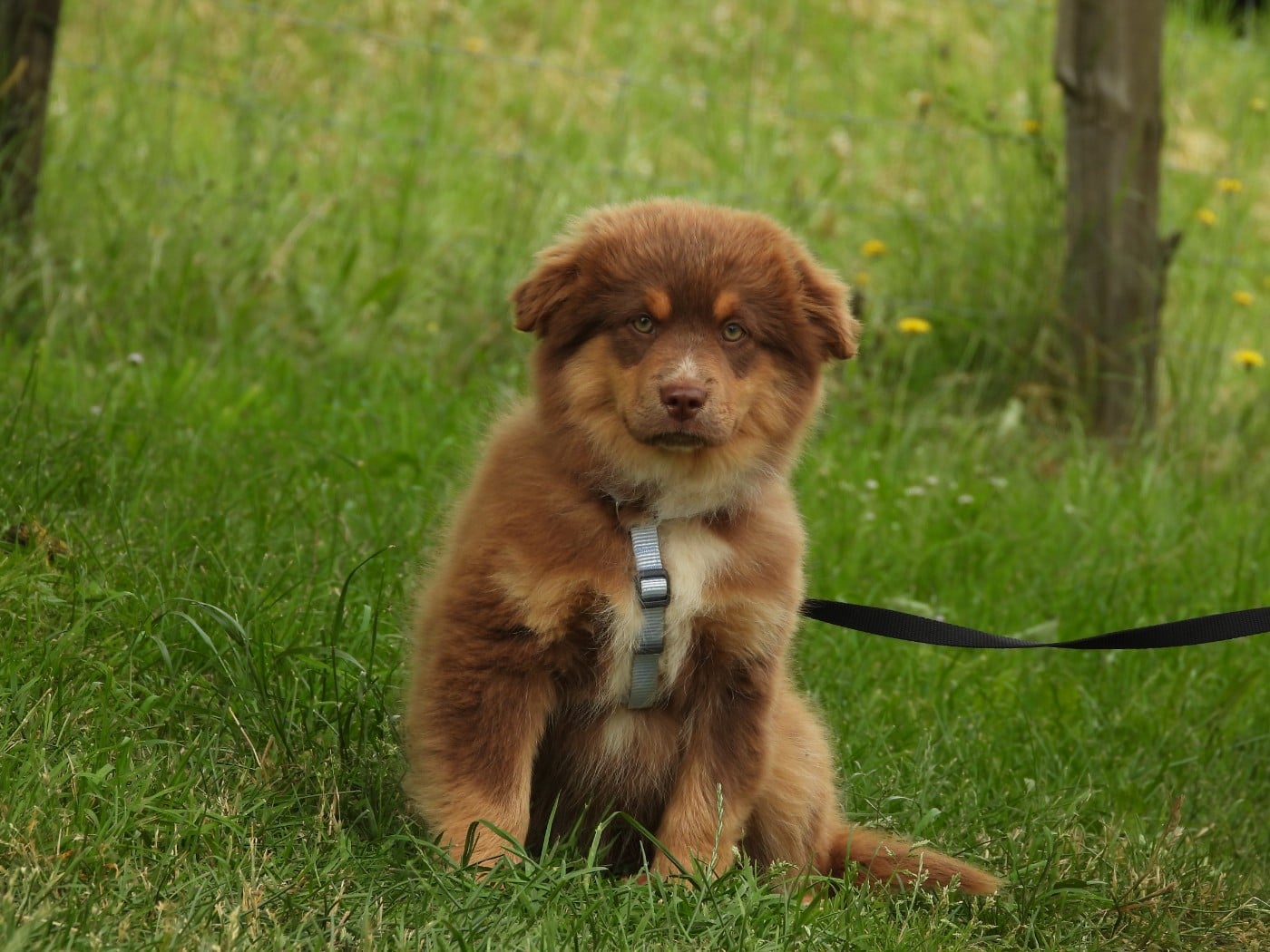 Chiot N°1