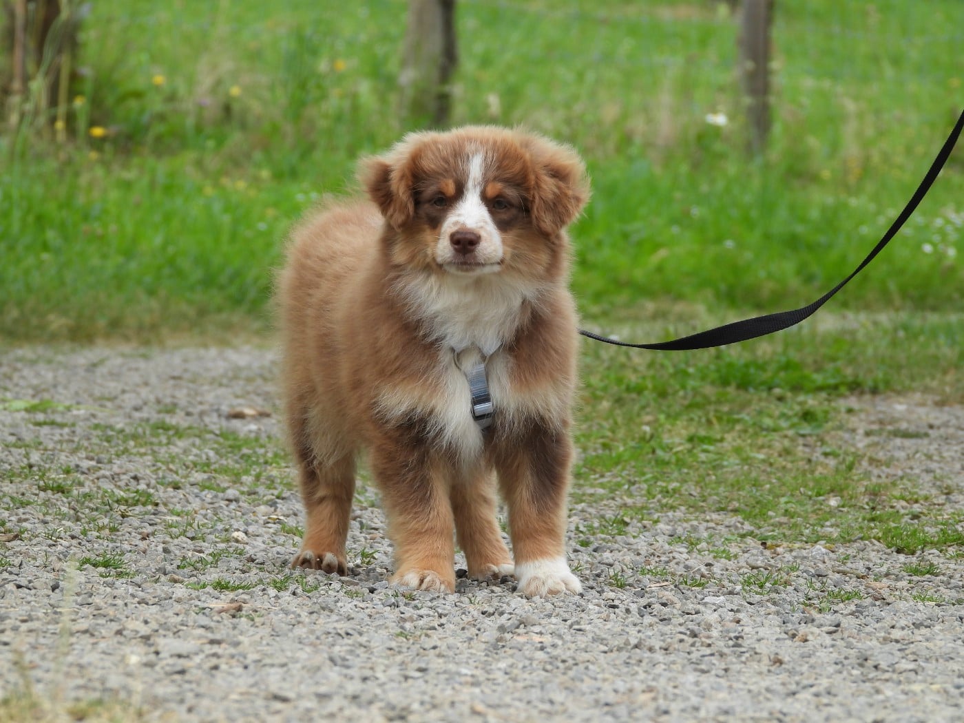 Chiot N°5