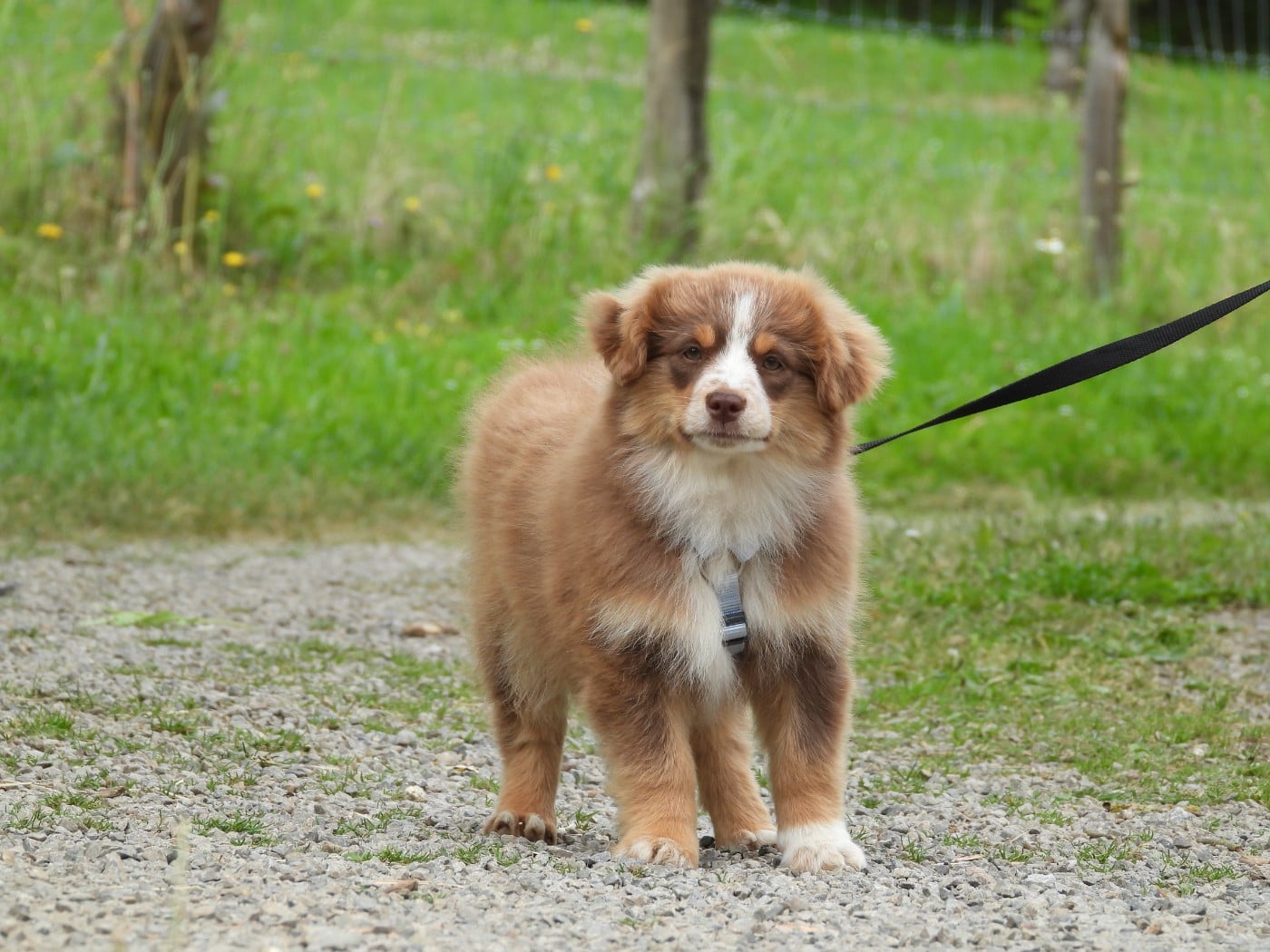 Chiot N°5