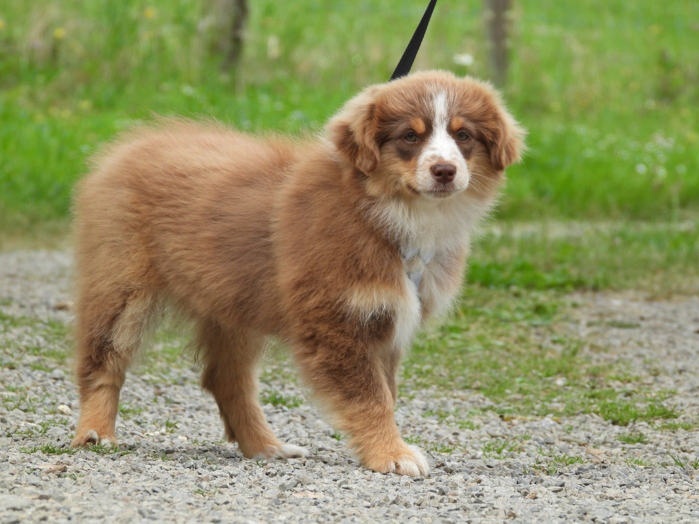 Chiot N°5