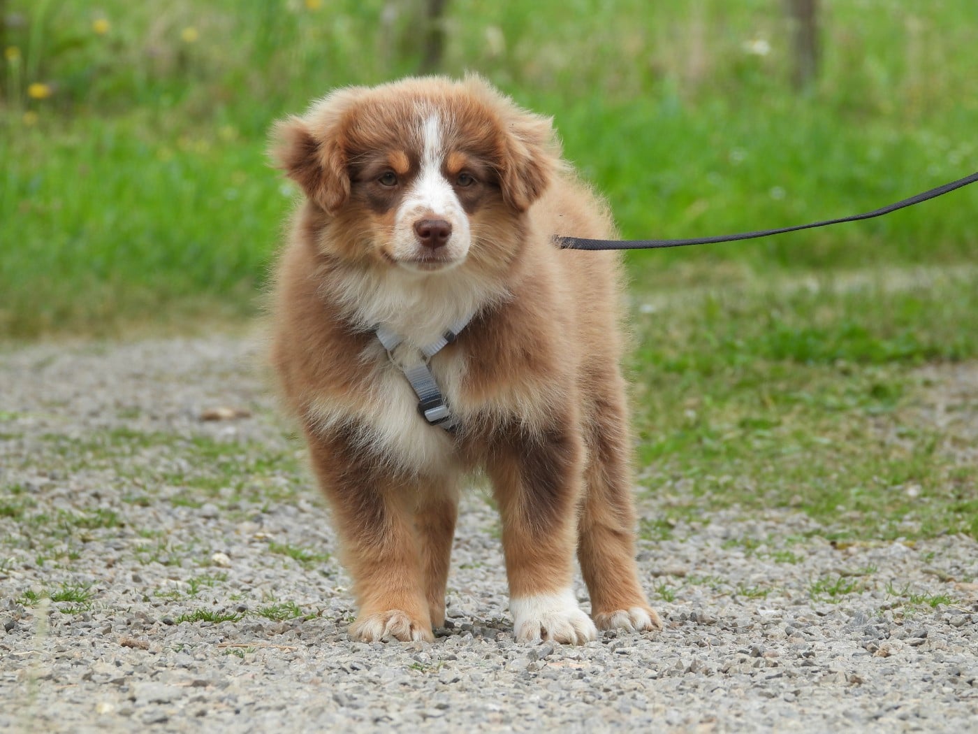Chiot N°5