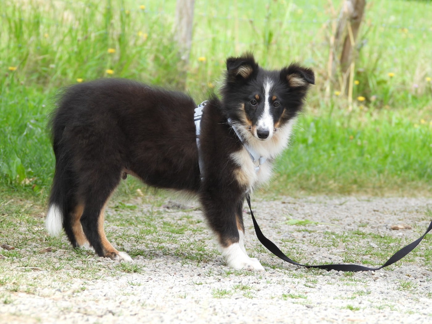 Shetland Sheepdog - Du Sapin Vert