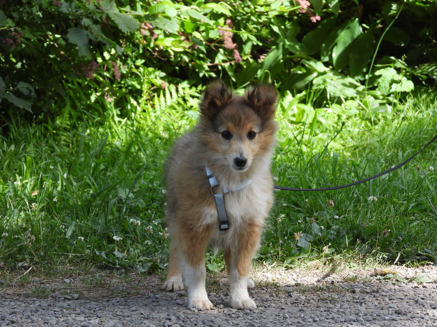 Chiot N°4
