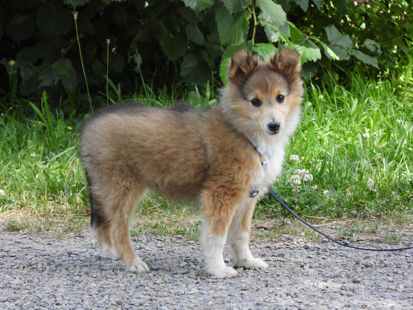 Chiot N°4