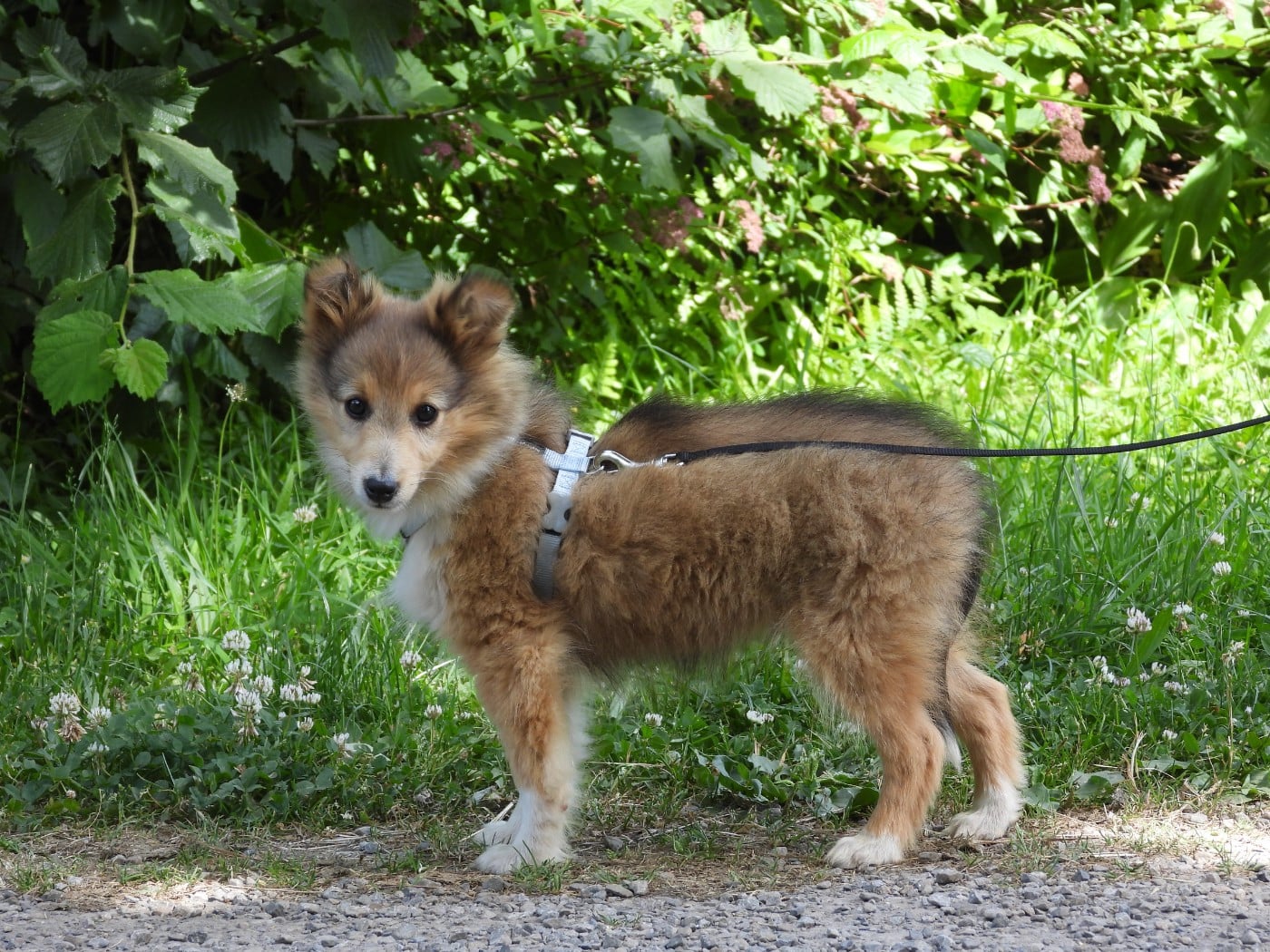 Chiot N°4