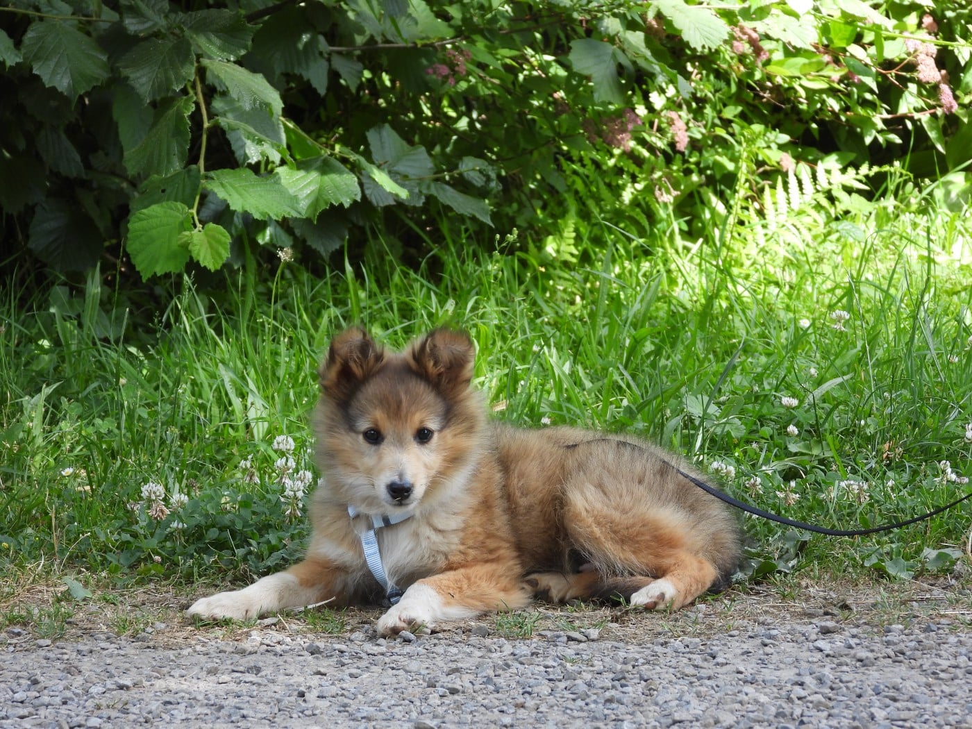 Chiot N°4