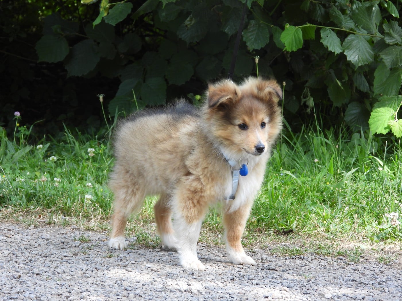 Chiot N°3