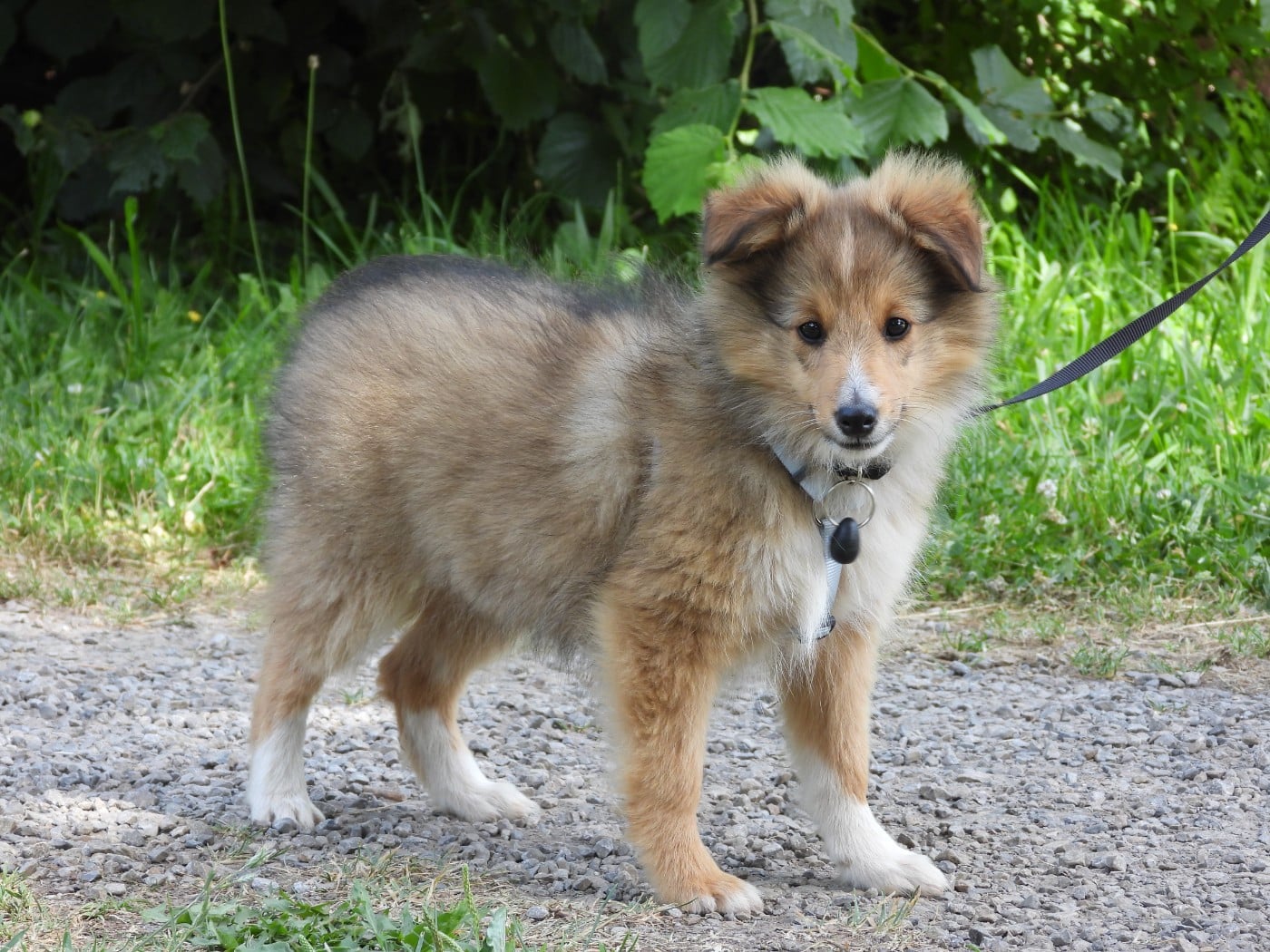 Shetland Sheepdog - Du Sapin Vert