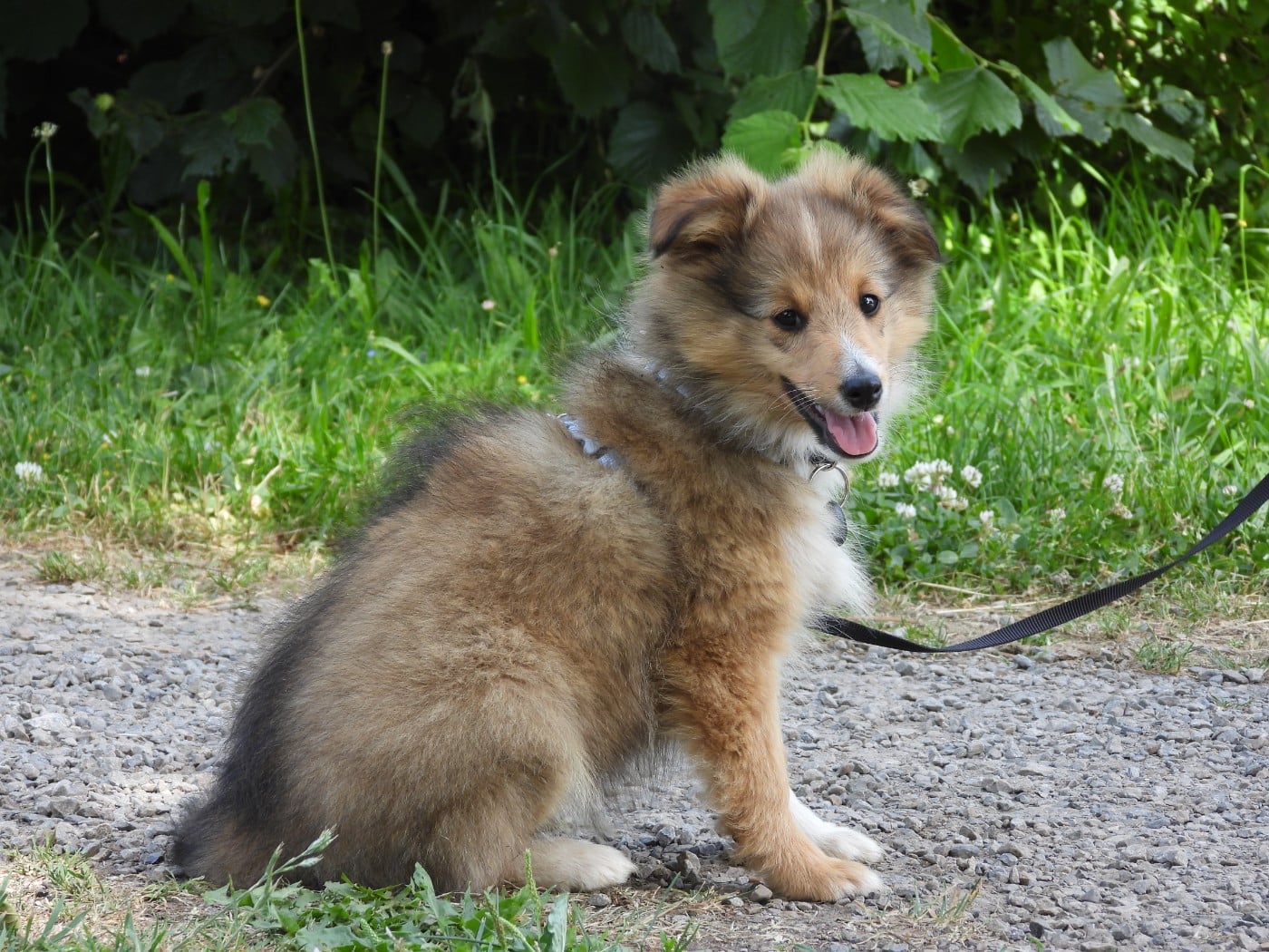 Chiot N°2