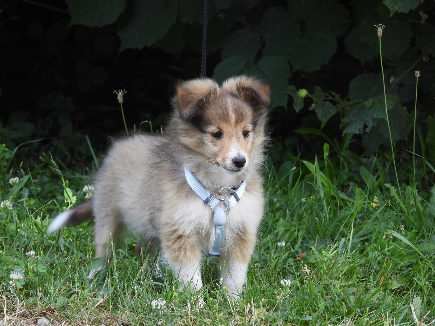 Shetland Sheepdog - Du Sapin Vert