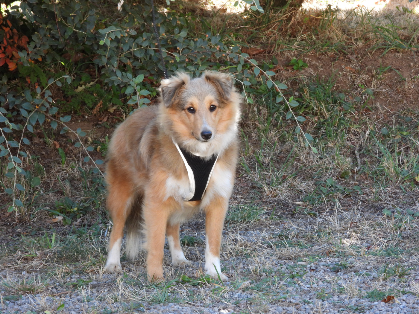 Shetland Sheepdog - Du Sapin Vert