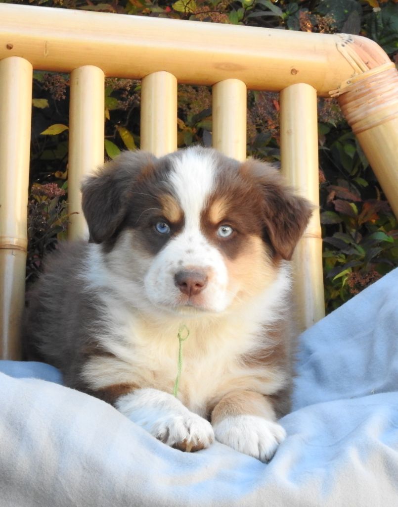 CHIOT 1 - collier vert