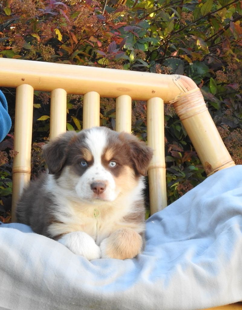 CHIOT 1 - collier vert