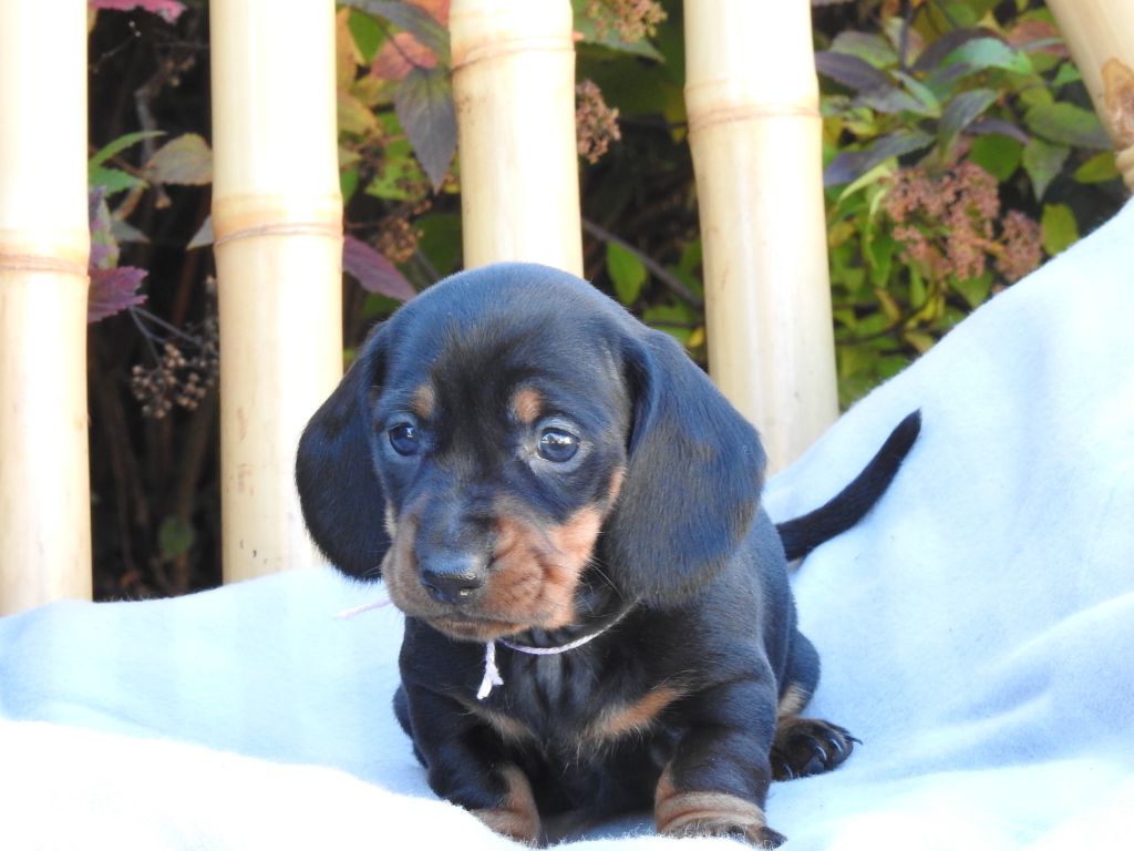 CHIOT 4 - naine - noire et feu