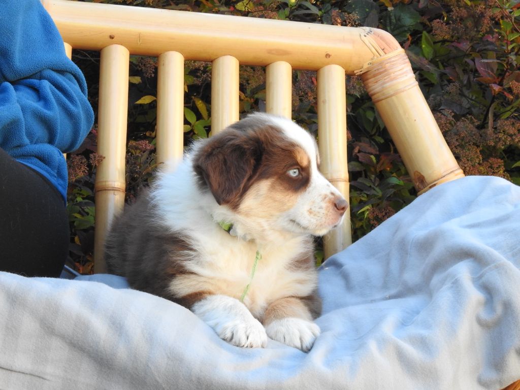 CHIOT 1 - collier vert