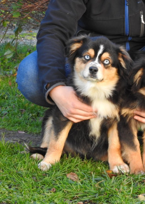 Les chiots de Berger Américain Miniature