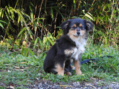Les chiots de Berger Américain Miniature