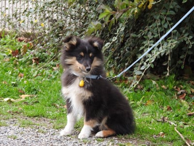 Les chiots de Shetland Sheepdog