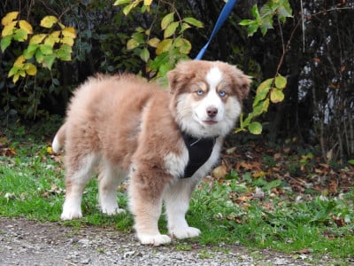 Les chiots de Berger Américain Miniature 