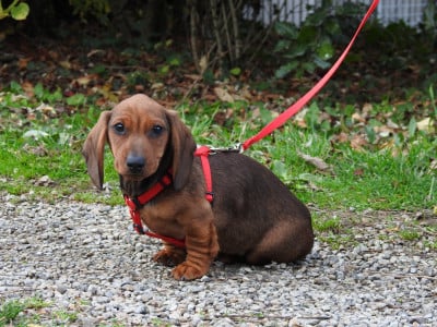 Les chiots de Teckel poil ras