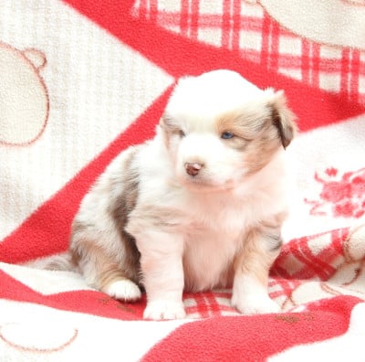 Les chiots de Berger Américain Miniature