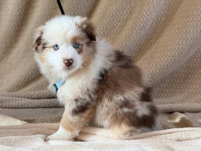 Les chiots de Berger Américain Miniature 