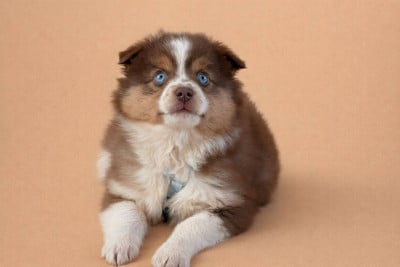 Les chiots de Berger Américain Miniature 