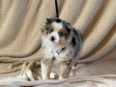 Les chiots de Berger Américain Miniature 