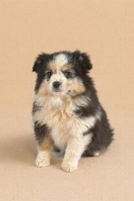 Les chiots de Berger Américain Miniature 