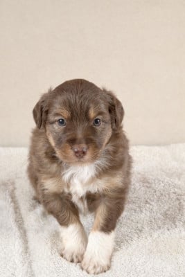 Les chiots de Berger Américain Miniature 