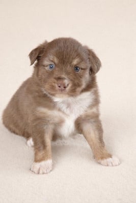 Les chiots de Berger Américain Miniature 