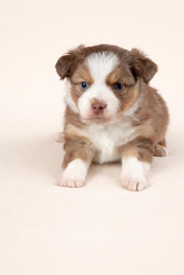 Les chiots de Berger Américain Miniature 