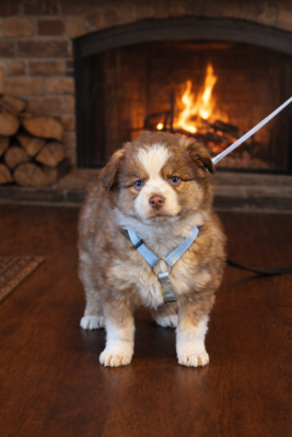 Les chiots de Berger Américain Miniature