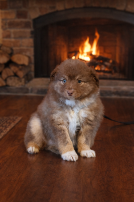 Les chiots de Berger Américain Miniature