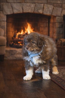 Les chiots de Berger Américain Miniature