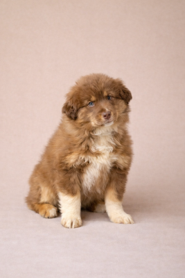 Les chiots de Berger Américain Miniature 