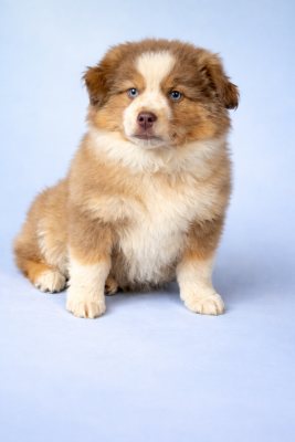 Les chiots de Berger Américain Miniature 
